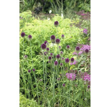 Bulbes d'ail d'ornement FloraSelf 'Spaerocephalum' 20 pièces