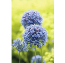 Bulbes d'ail d'ornement FloraSelf 'Caeruleum' 15 pièces
