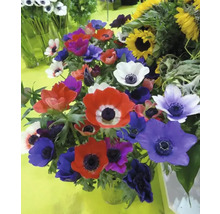 Blumenzwiebel Anemone FloraSelf 'The Caen' 12 Stück
