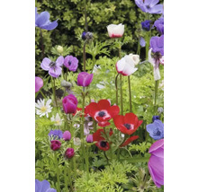 Blumenzwiebel Anemone FloraSelf 'The Caen' 12 Stück