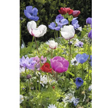 Blumenzwiebel Anemone FloraSelf 'The Caen' 12 Stück