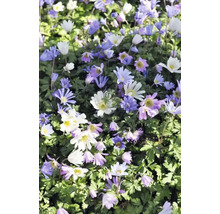 Blumenzwiebel Anemone FloraSelf 'Blanda mix' 20 Stück