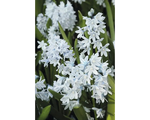 Blütenstand der Zwiebelblume Scilla mischtschenkoana