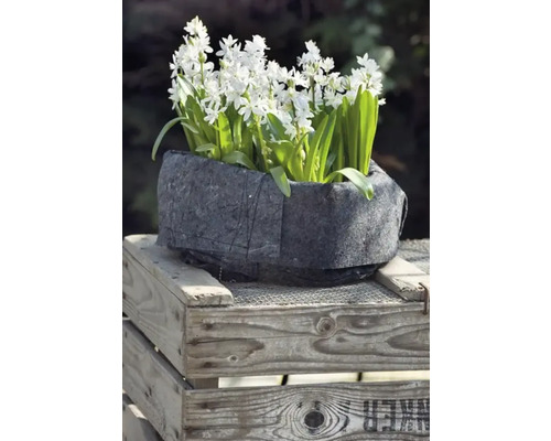Blumenkasten mit Scilla Blüten auf Holzkiste