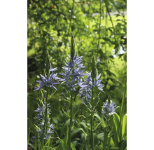 Bulbes de lys FloraSelf 'Camassia Leichtlinii' 1 pièce