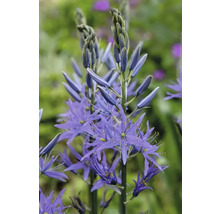 Bulbes de lys FloraSelf 'Camassia Leichtlinii' 1 pièce