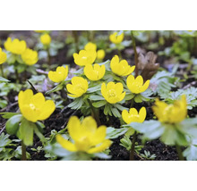 Éranthes d''hiver dans une plate-bande