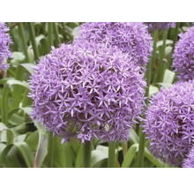 Bulbes d'ail d'ornement FloraSelf 'Gladiator' 1 pièce