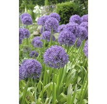 Bulbes d'ail d'ornement FloraSelf 'Gladiator' 1 pièce