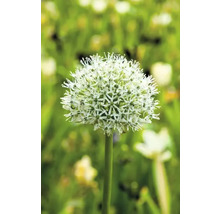 Bulbes d'ail d'ornement FloraSelf 'Mount Everest' 1 pièce