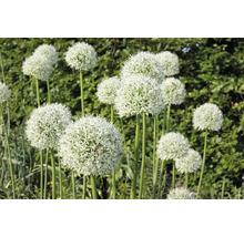 Bulbes d'ail d'ornement FloraSelf 'Mount Everest' 1 pièce