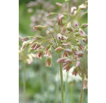 Bulbe Allium FloraSelf ' Siculum ' 10 pièces