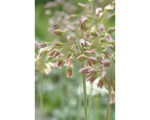 Nahaufnahme von Zierlauchblüten