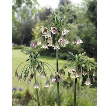 Bulbe Allium FloraSelf ' Siculum ' 10 pièces