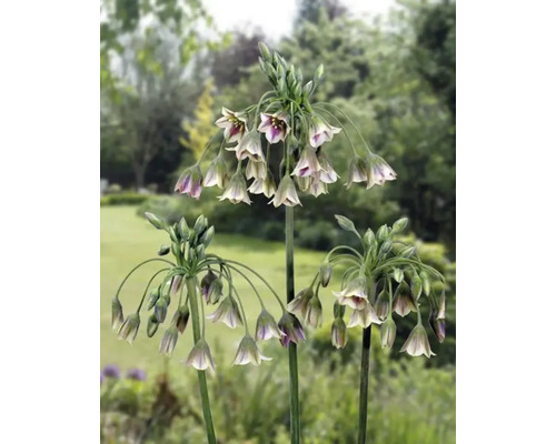 Drei Zierlauchpflanzen im Garten.