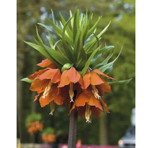 Bulbe de fritillaire impériale FloraSelf 'Imperialis Rubra' 1 pièce