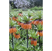 Bulbe de fritillaire impériale FloraSelf 'Imperialis Rubra' 1 pièce