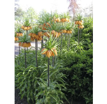 Blumenzwiebel Kaiserkrone FloraSelf 'Imperialis Aurora' 1 Stück