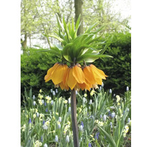 Blumenzwiebel Kaiserkrone FloraSelf 'Imperialis Aurora' 1 Stück