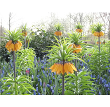 Blumenzwiebel Kaiserkrone FloraSelf 'Imperialis Aurora' 1 Stück