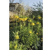 Blumenzwiebel Kaiserkrone FloraSelf 'Imperialis Lutea' 1 Stück
