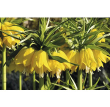 Blumenzwiebel Kaiserkrone FloraSelf 'Imperialis Lutea' 1 Stück