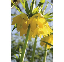 Blumenzwiebel Kaiserkrone FloraSelf 'Imperialis Lutea' 1 Stück