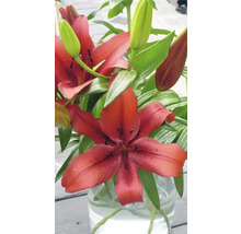Lilienblüten in Vase