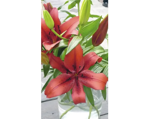 Fleurs de lys dans un vase