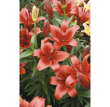 Nahaufnahme von asiatischen Lilien mit roten Blüten.