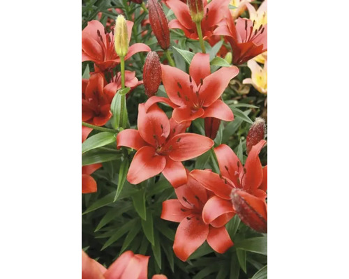 Gros plan de lys asiatiques avec des fleurs rouges.