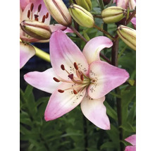 Bulbes de lys FloraSelf 'Rosella's Dream' 3 pièces