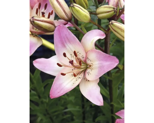 Nahaufnahme einer rosafarbenen Lilienblüte im Garten.