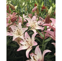 Bulbes de lys FloraSelf 'Rosella's Dream' 3 pièces
