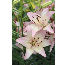 Bulbes de lys FloraSelf 'Rosella's Dream' 3 pièces