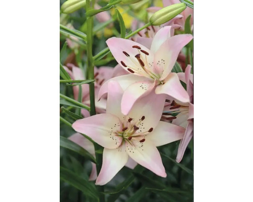 Nahaufnahme von rosa Lilienblüten im Garten