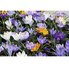Blühende Krokusse in verschiedenen Farben