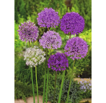 Blühende Zierlauchpflanzen im Garten