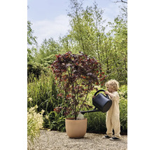 Enfant arrose un érable dans un pot de fleurs dans le jardin avec un arrosoir.
