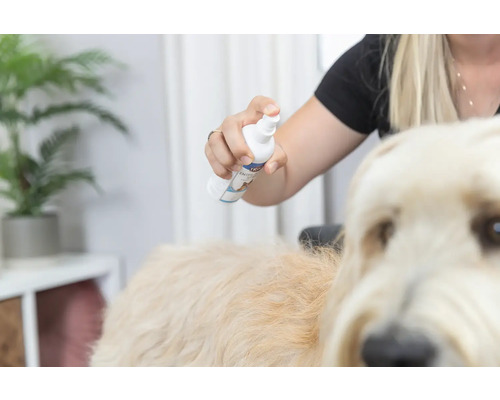 Eine Person sprüht ein Fellpflegespray auf einen Hund.