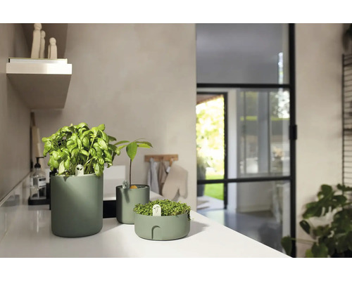 Scène avec des herbes et des germes dans des jardinières vertes sur un plan de travail de cuisine.