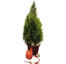 Zimmerzypresse im Topf mit Kerze und Dekoration