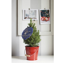 Petit sapin de Nordmann dans un seau rouge avec décoration de Noël