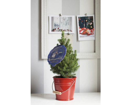 Petit sapin de Nordmann dans un seau rouge avec décoration de Noël