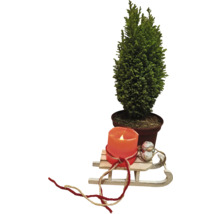 Décoration avec cyprès en pot, bougie et traîneau en bois