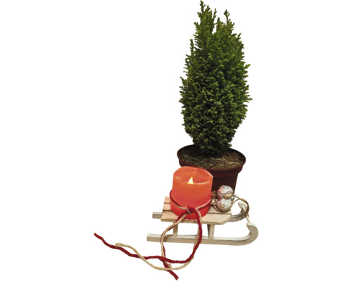 Décoration avec cyprès en pot, bougie et traîneau en bois