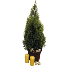 Zimmerzypresse im Topf mit Kerzen und Dekoration