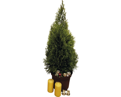 Zimmerzypresse im Topf mit Kerzen und Dekoration