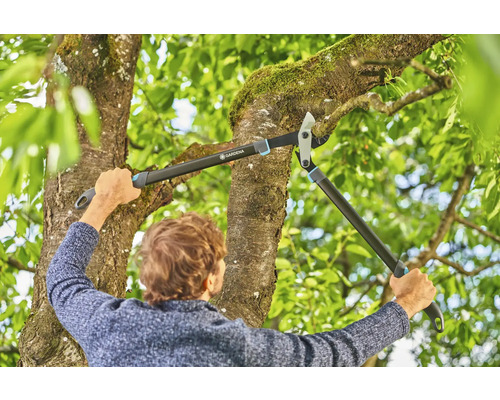 Une personne utilise un ébrancheur à crémaillère pour tailler un arbre.