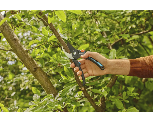 Une main coupe une branche avec un sécateur.